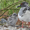 Swallow-tailed Gull